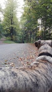 12088406_10200662371358138_6291248073369432095_n